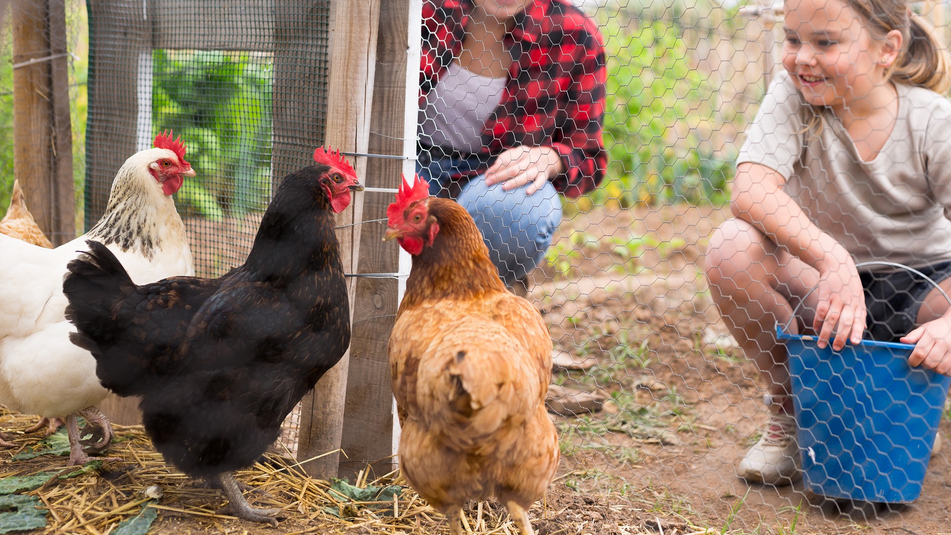 A mother and her young daughter feeding chickens in a backyard coop, the everyday scene behind the worry that a flock's lice could reach the kids.