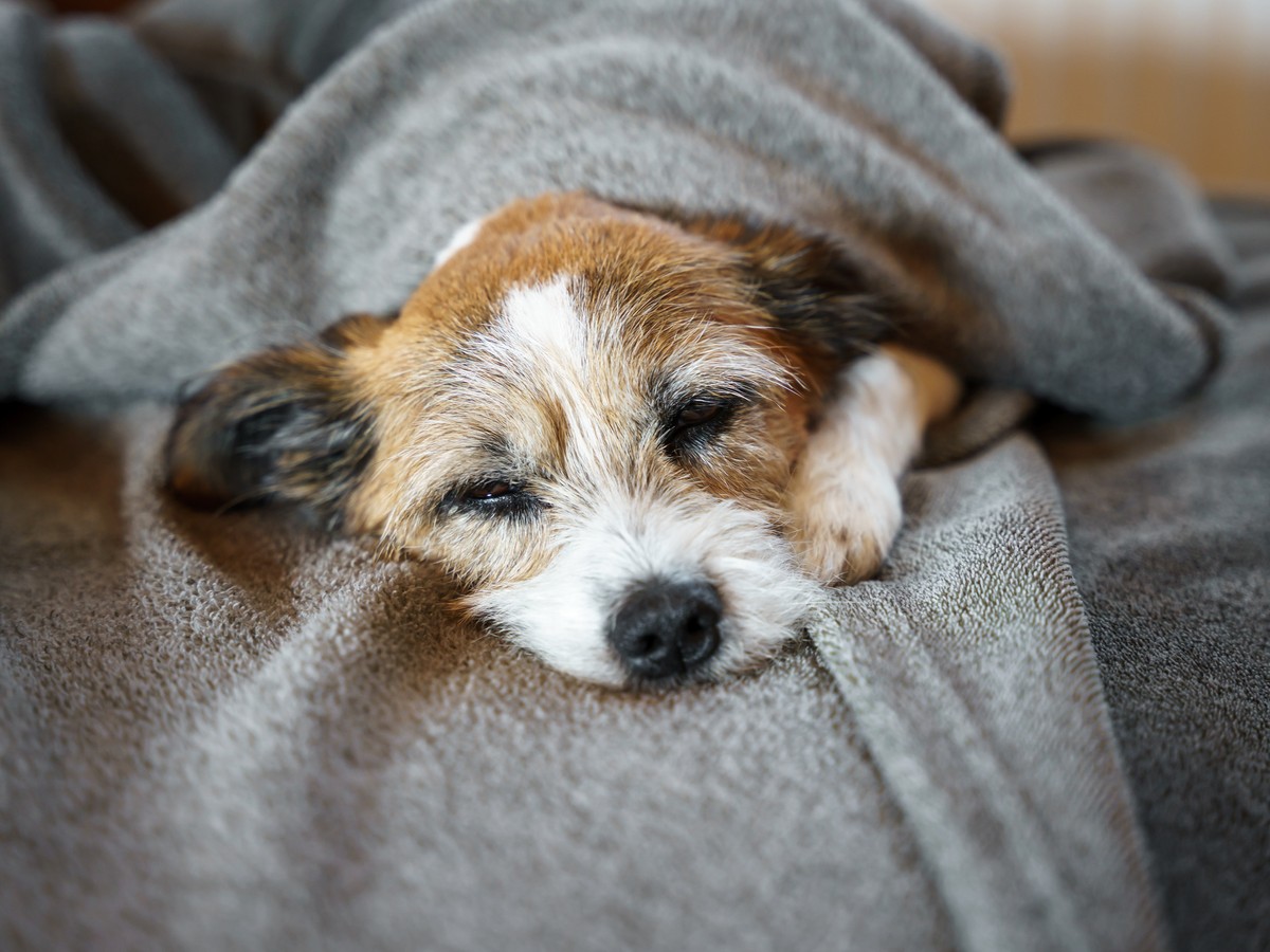 Small terrier snuggled under a gray blanket